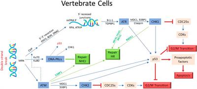 DNA damage checkpoint execution and the rules of its Biology Diagrams